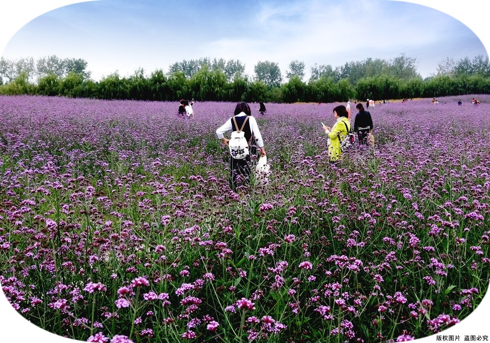 马鞭草花海02.jpg