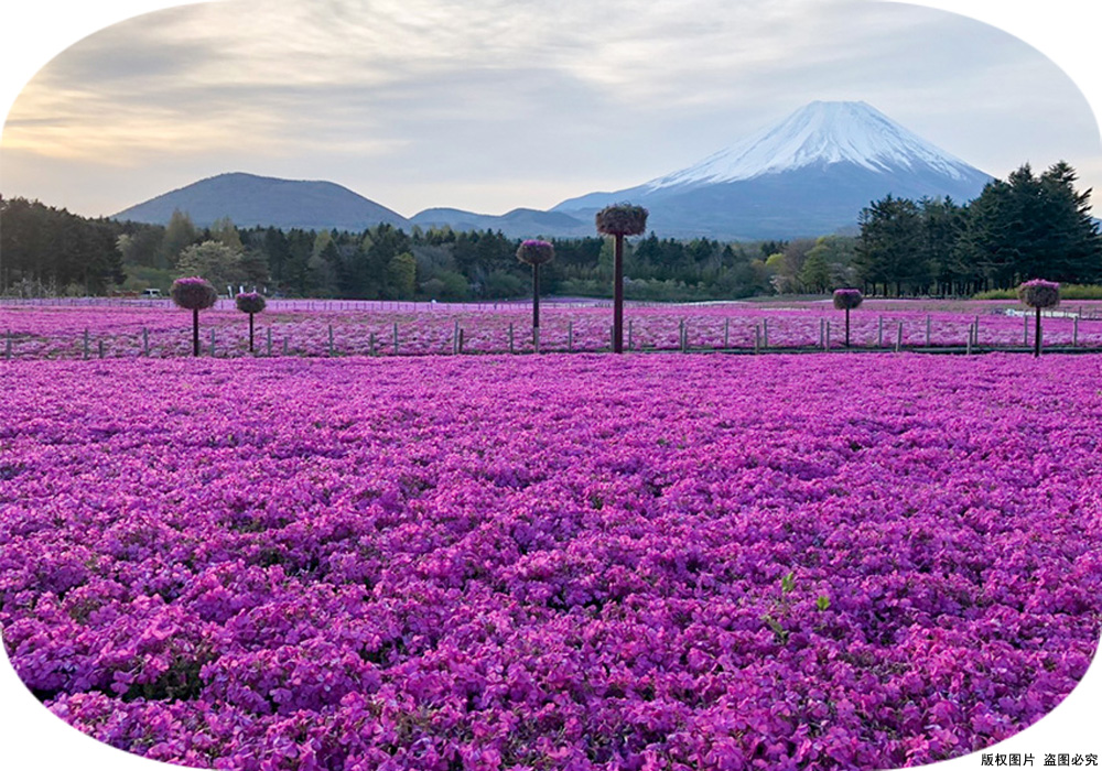 芝樱花海01.jpg